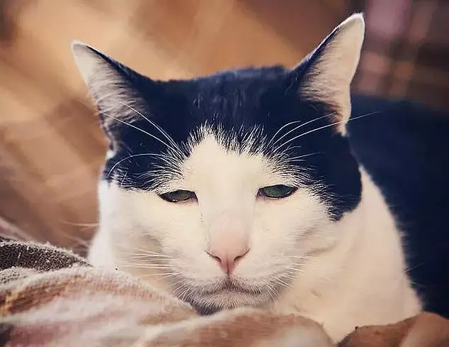 «Самый грустный кот», ставший вирусным 13 лет назад, был бездомным котом