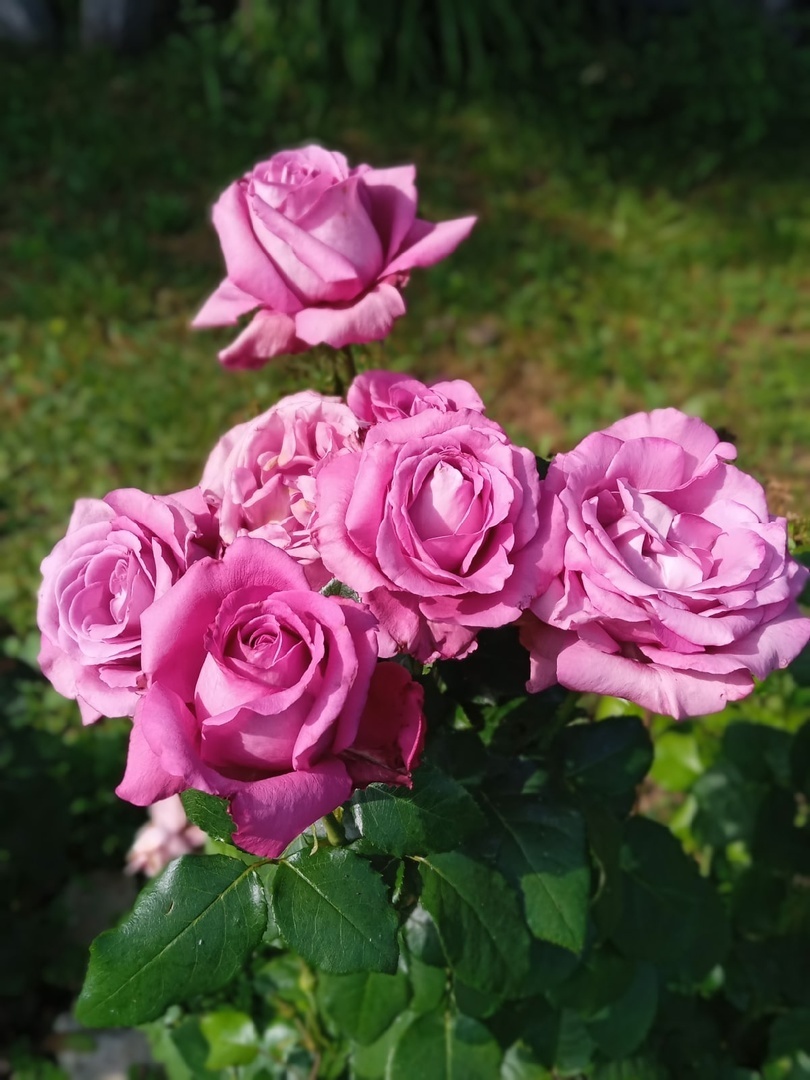 Как вырастить розы: