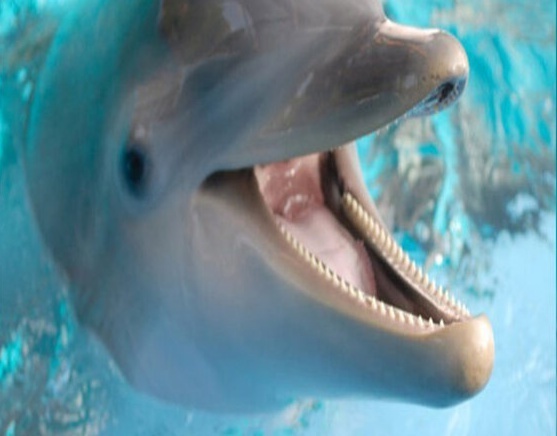 Индия - первая страна, которая признала что дельфины личности и отказалась от дельфинариев