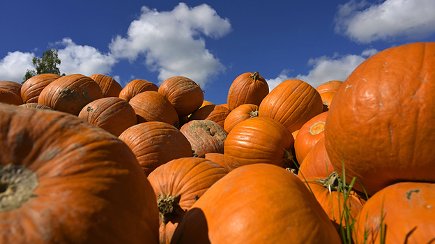Раскрыты необычные свойства тыквы: От высокого содержания клетчатки до противовоспалительных свойств.