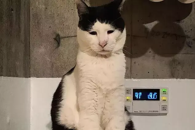 «Самый грустный кот», ставший вирусным 13 лет назад, был бездомным котом