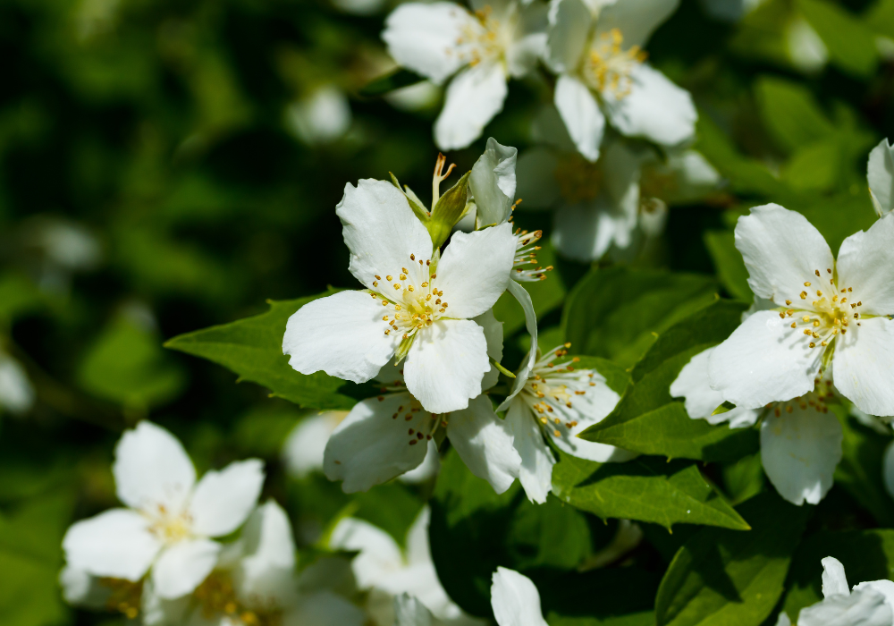 Какие цветы используются в самых известных парфюмах.
