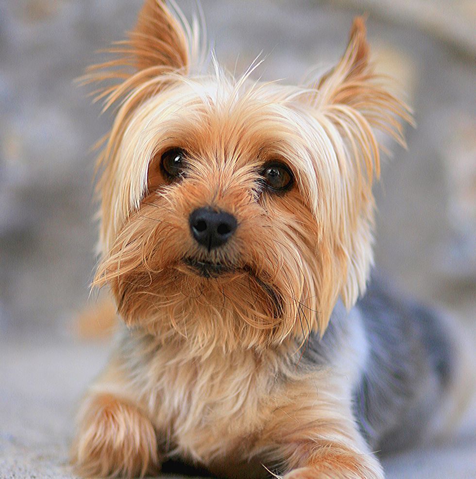 Топ 10 самых популярных пород собак