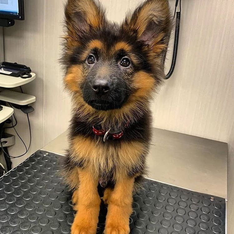 Наши мохнатые и верные Друзья!!!!!