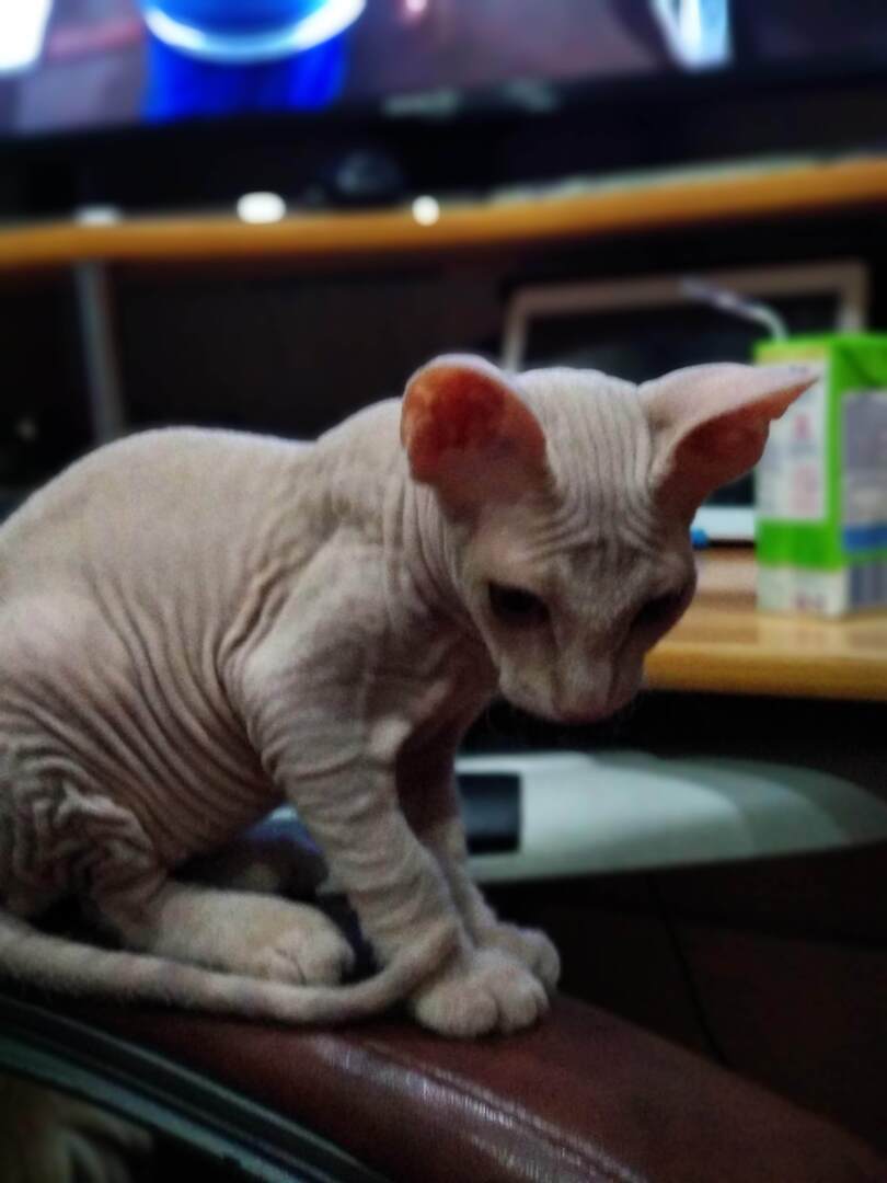 "Страшно" красивый Фреддик