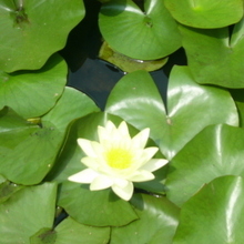  Журавская Ольга Александровна, г. Пенза