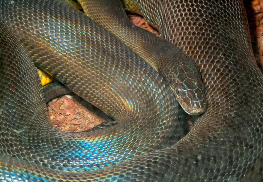 😱 Индонезийская женщина найдена мертвой внутри питона!