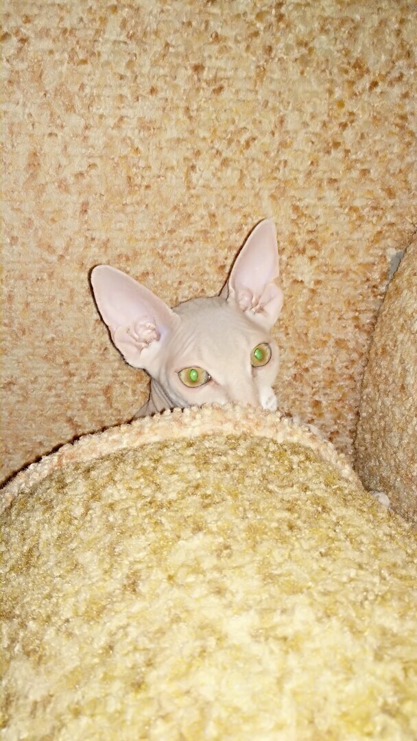 "Страшно" красивый Фреддик