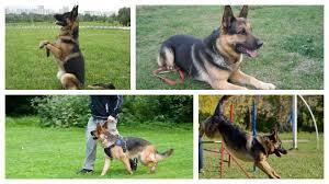 Воспитания немецких овчарки в домашних условиях
