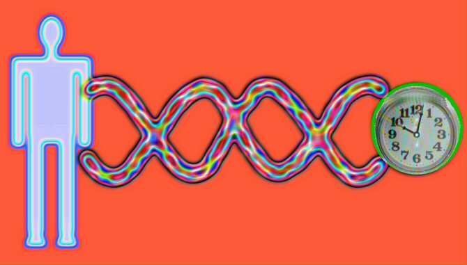 Весь организм стареет с одинаковой скоростью?