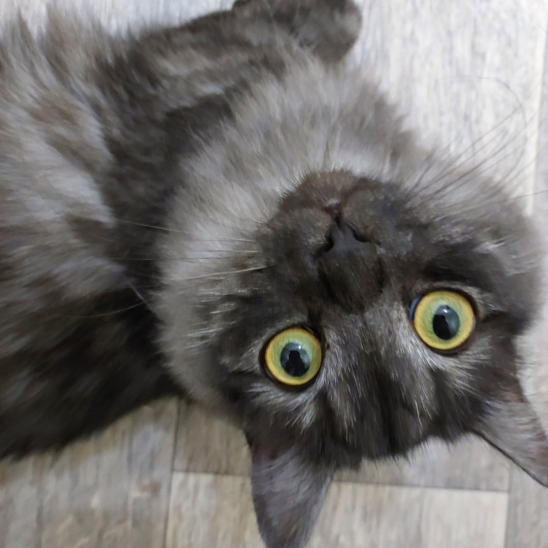 Кошка из Нью-Йорка слетала в Сан-Франциско