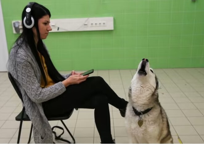 Почему Ваша собака воет? Или зов дикой природы