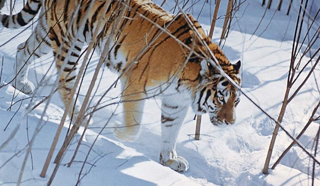 Трагедия в тайге: охотник стал жертвой агрессивного тигра