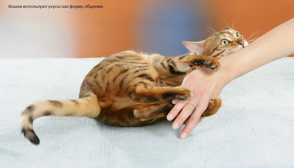 Кошки используют укусы как форму общения.