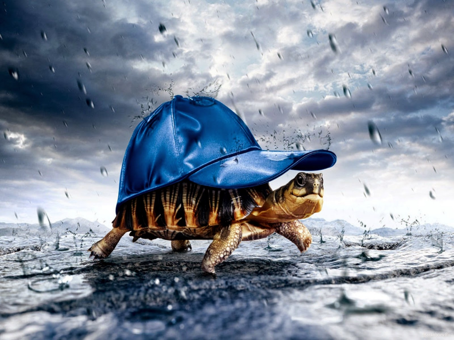 От шпиона ЦРУ до случайной невесты: Как тупой осел и мудрая черепаха связали себя узами брака после ночи выпивки и шопинга!