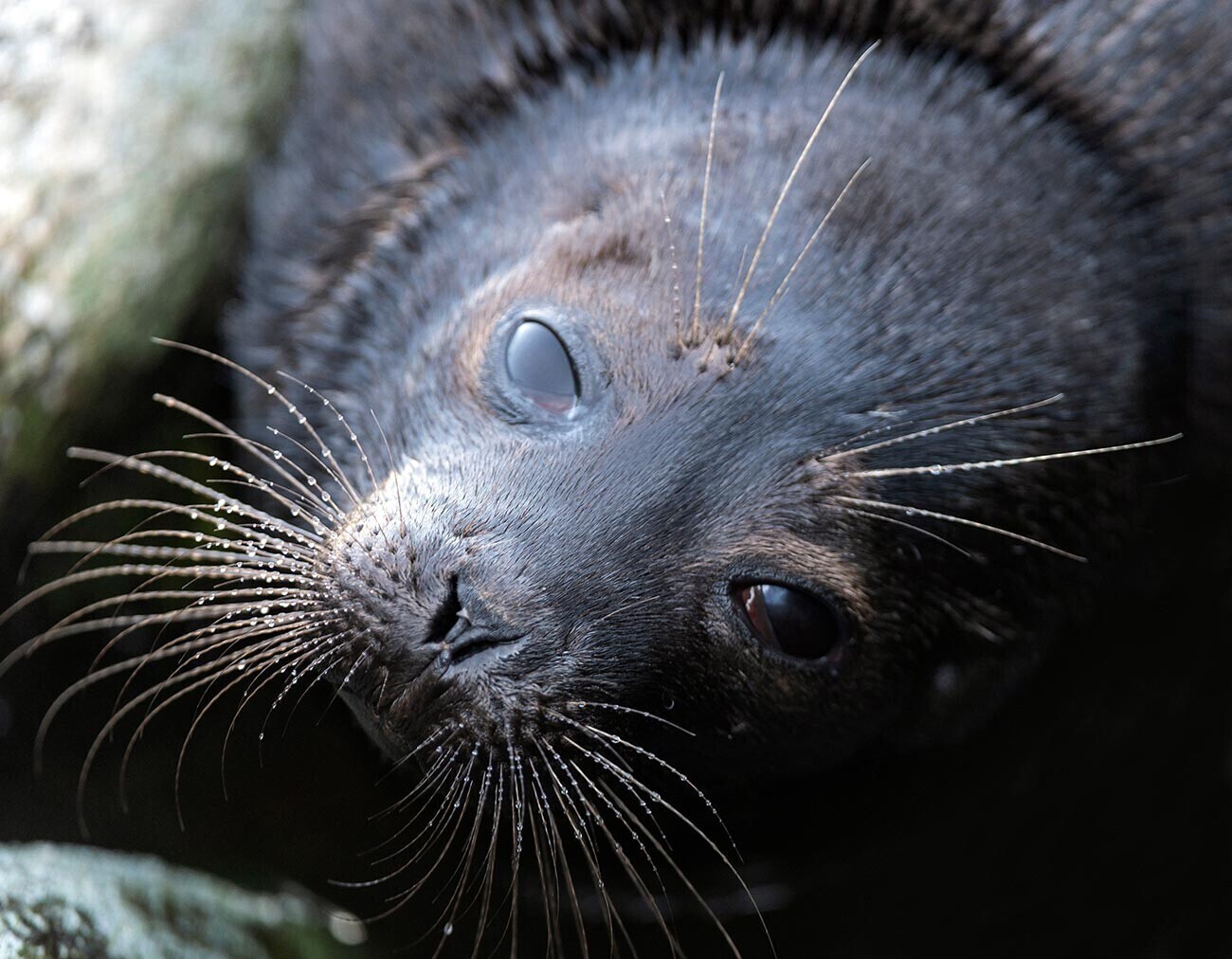 Балтийский тюлень: морской хищник с огромными глазами из Санкт-Петербурга