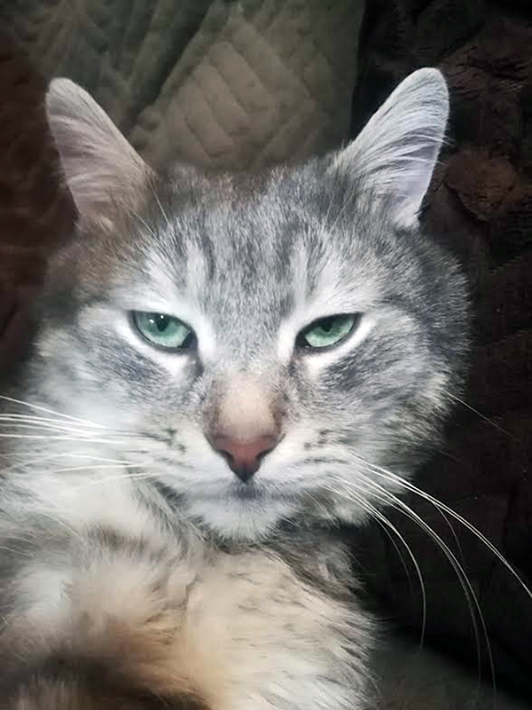 Кот который сумел открыть ресторан изысканной кухни для кошек