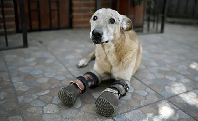 Наркокартели отрезали пальцы у собаки в качестве практики для пыток жертв!