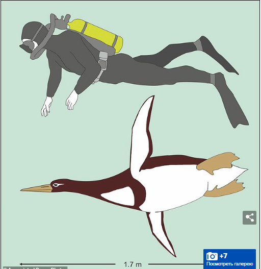 Вот это большая птица!