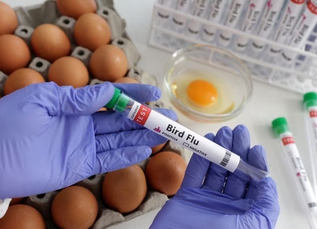Птичий грипп распространяется на новые страны!