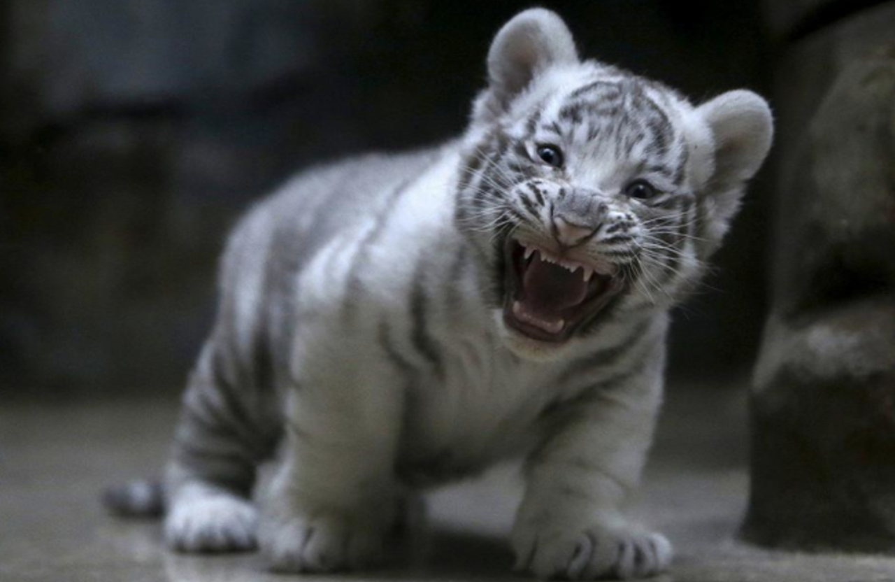 Тигр встретился с смотрителем зоопарка через 5 лет.