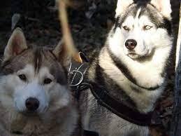 Почему не каждому подойдут северные собаки хаски, лайки, самоедские лайки и маламуты? Почему не стоит стремится стать владельцем северных собак?