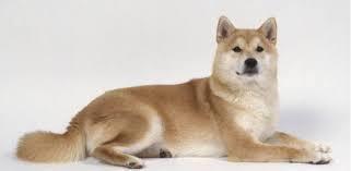 Почему не каждому подойдут северные собаки хаски, лайки, самоедские лайки и маламуты? Почему не стоит стремится стать владельцем северных собак?