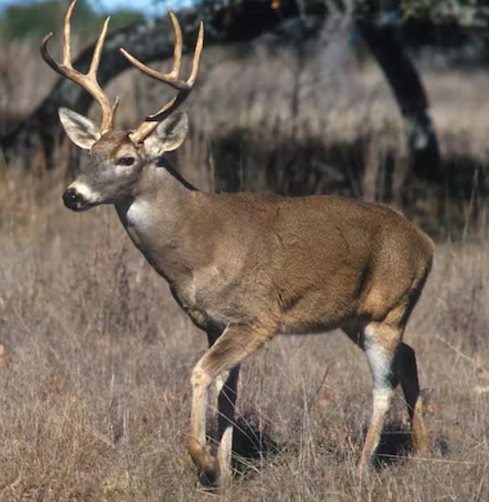 Влияние коронавируса на диких оленей