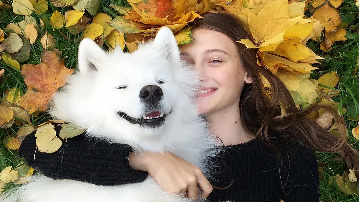 Почему не каждому подойдут северные собаки хаски, лайки, самоедские лайки и маламуты? Почему не стоит стремится стать владельцем северных собак?