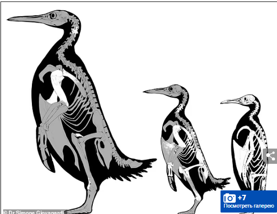 Вот это большая птица!