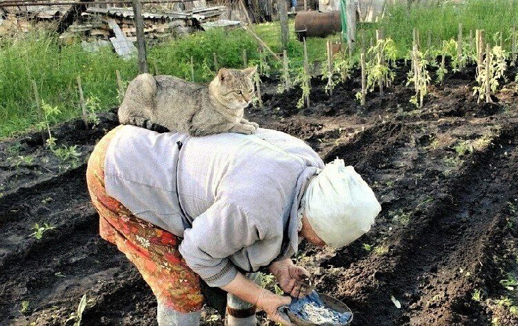 "Как "впрягусь в плуг" весной, так и буду пахать... " Одна из актуальных проблем "отцов и детей" – садово-огородная