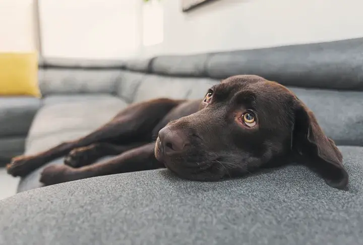 Признаки заболевания Вашего питомца гриппом