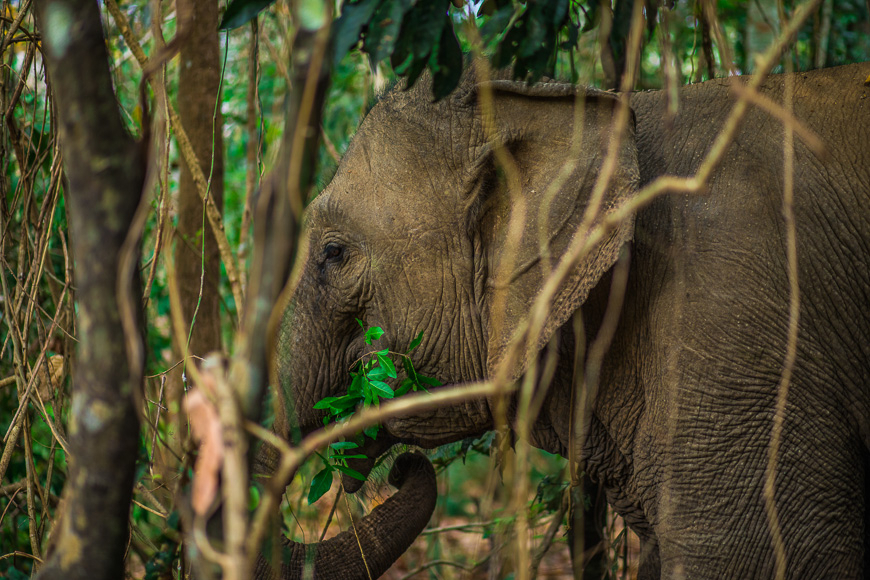 Первое этическое знакомство со слонами во Вьетнаме.