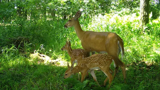 Интернет не может насытиться этими фотографиями диких животных Висконсина. Вот почему вы можете чувствовать себя хорошо, просматривая их.
