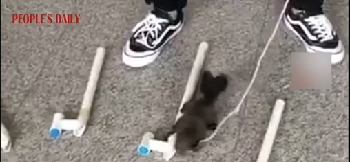 Полиция в Китае обучила шесть белок обнаруживать наркотики.