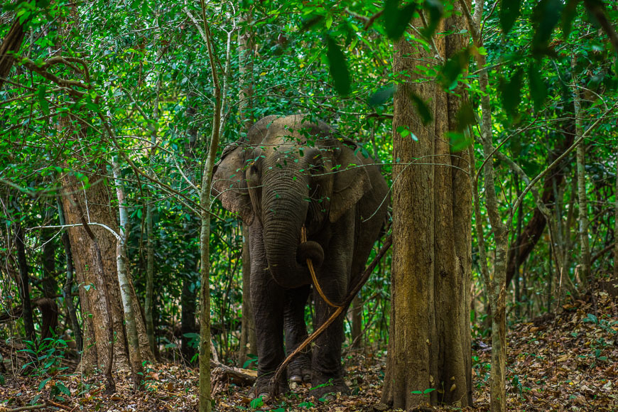 Первое этическое знакомство со слонами во Вьетнаме.