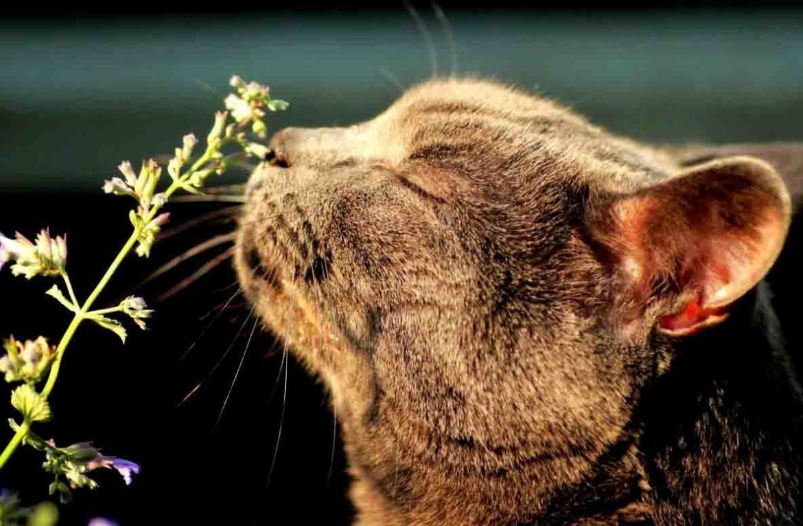 Что кошачья мята делает с кошками? Эксперты объяснили, почему кошачья мята сводит кошек с ума