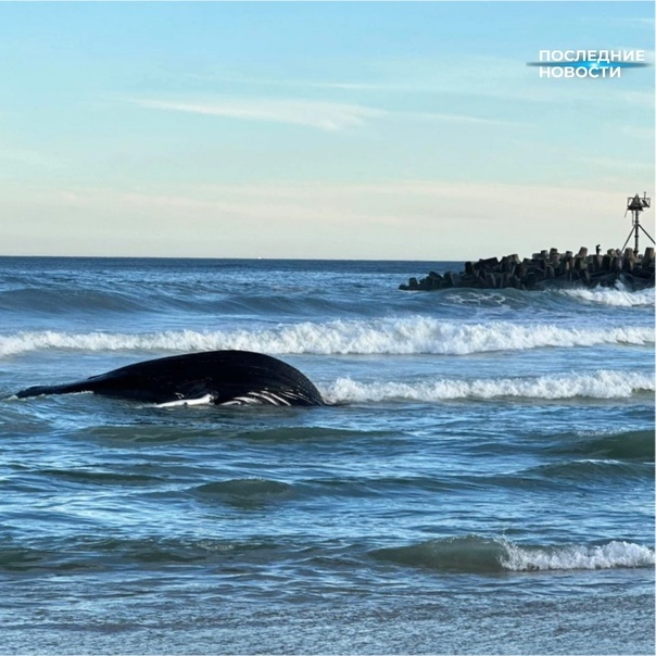Mepтвoгo китa выбpocилo нa пляж в Hью-Джepcи