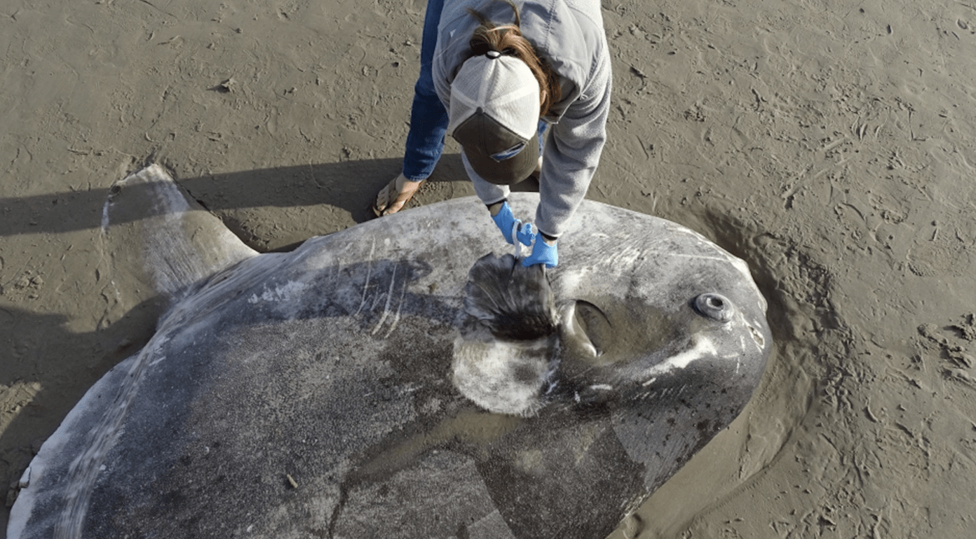 Массивное загадочное морское чудовище, найденное на калифорнийском пляже, ставит ученых в тупик