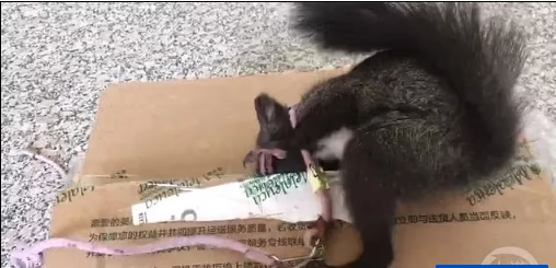 Полиция в Китае обучила шесть белок обнаруживать наркотики.