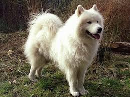 Почему не каждому подойдут северные собаки хаски, лайки, самоедские лайки и маламуты? Почему не стоит стремится стать владельцем северных собак?