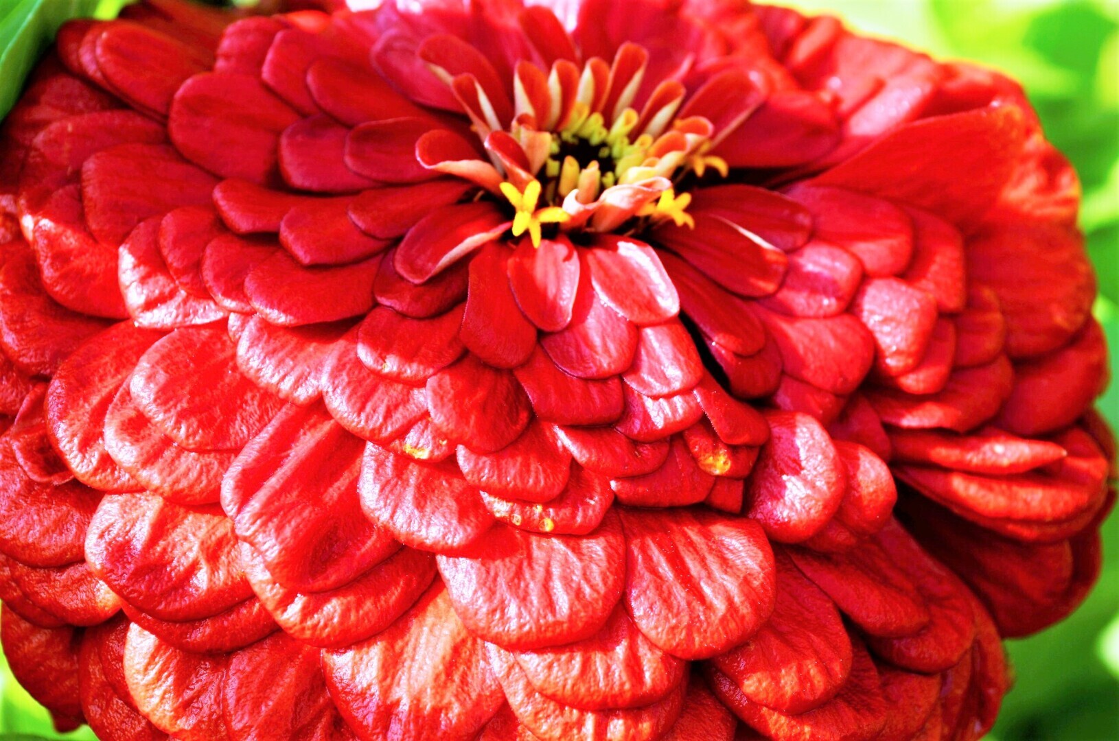 Мир ФОТО. Макросъёмка для начинающих