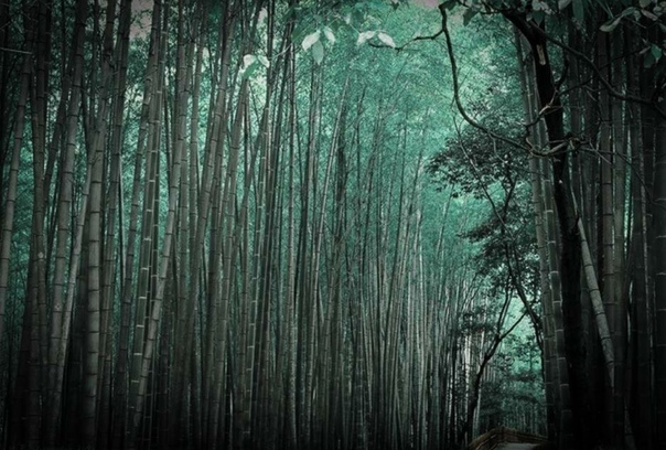 Долина черного бамбука - паранормальные и загадочные исчезновения людей.