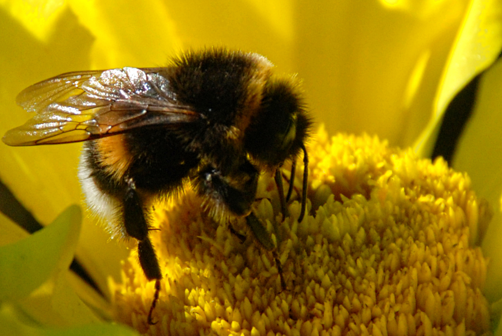 Мир ФОТО. Макросъёмка для начинающих