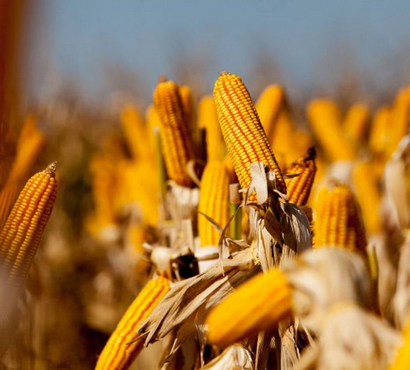 Китай запускает посевы ГМО-кукурузы, начиная с малого