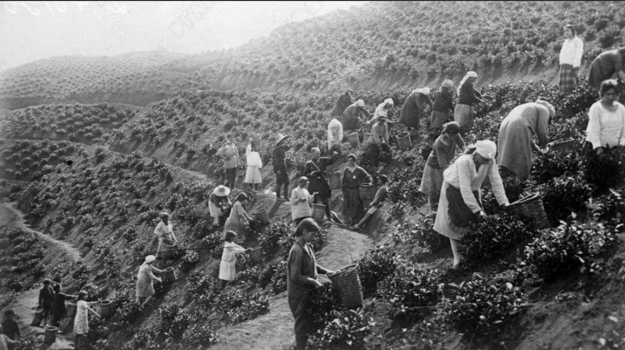 Как Сочи превратился из зелёного города, обеспечивающего себя уникальными продуктами, в агломерацию, живущую на привозных товарах