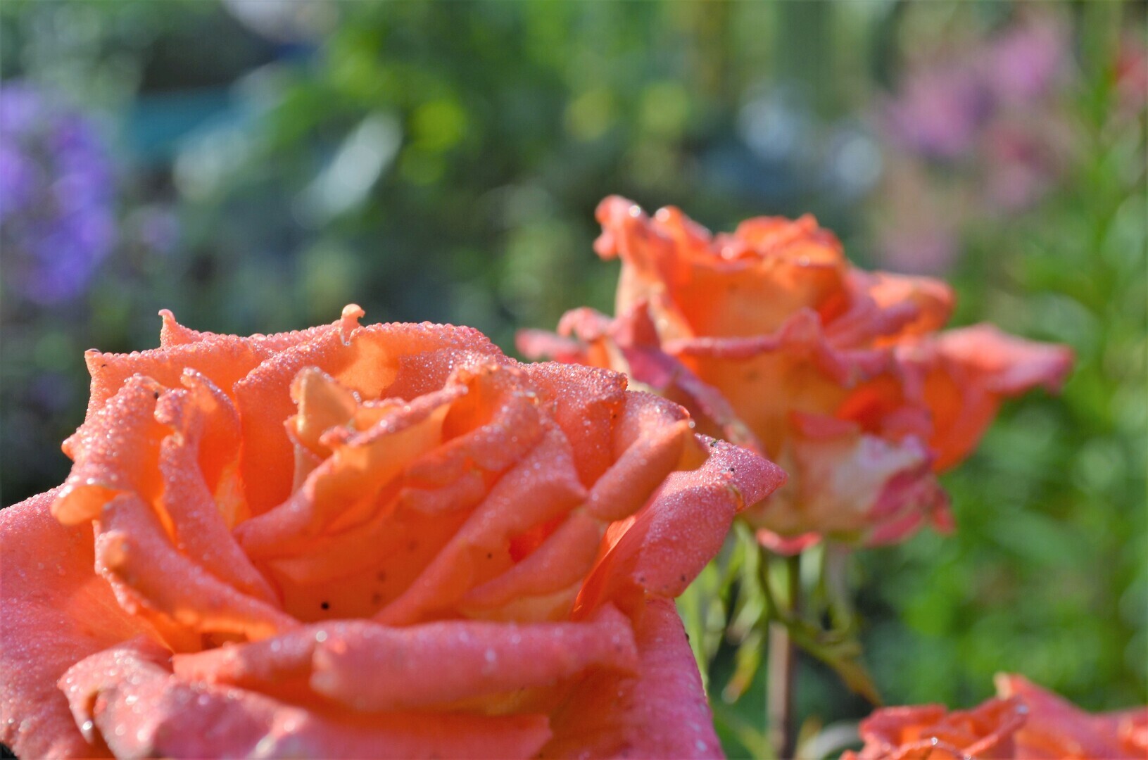 Мир ФОТО. Макросъёмка для начинающих