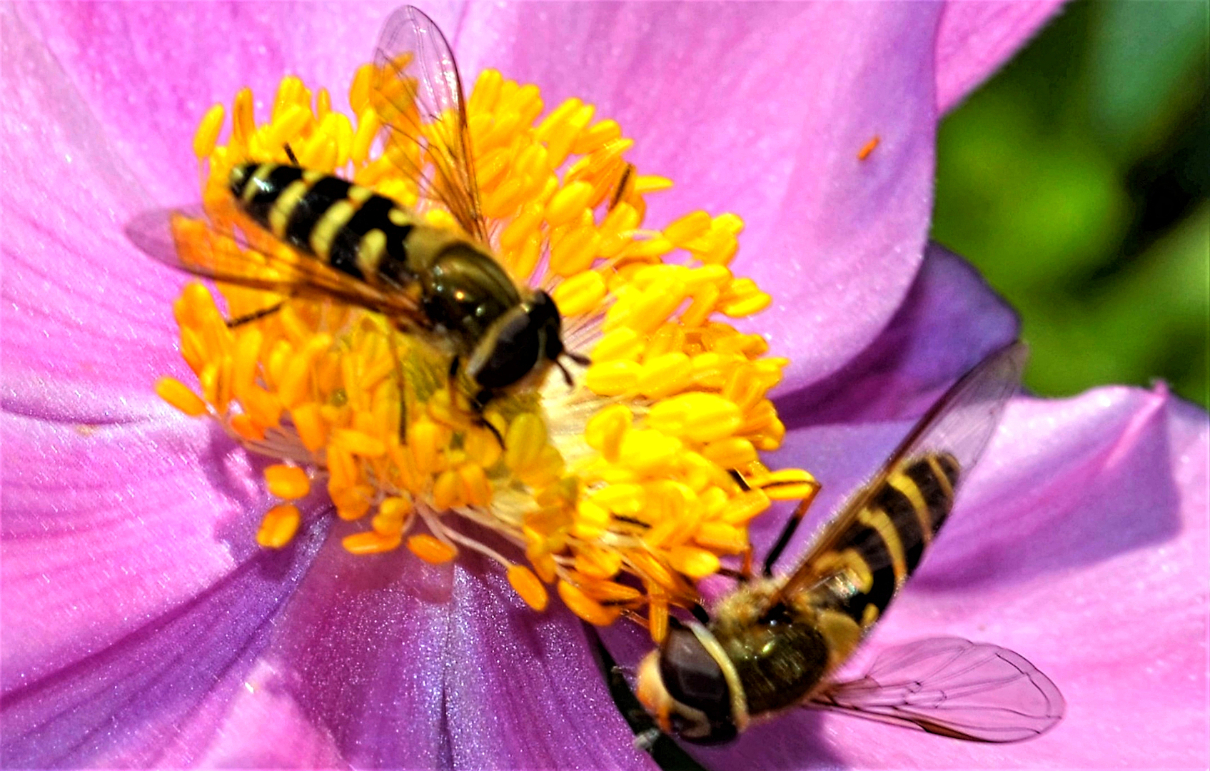 Мир ФОТО. Макросъёмка для начинающих