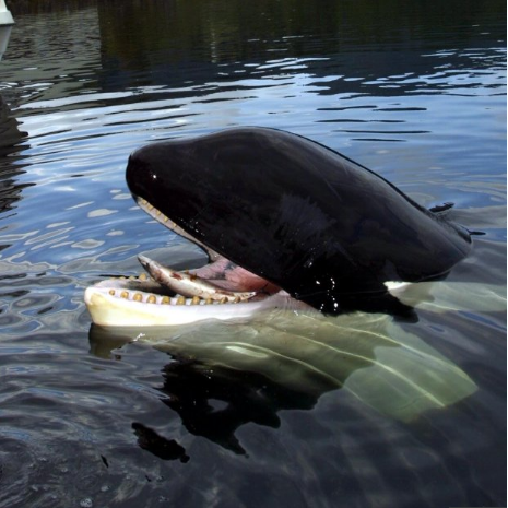 Реальная история косатки из фильма "Освободите Вилли" он был болен на протяжении всего фильма!