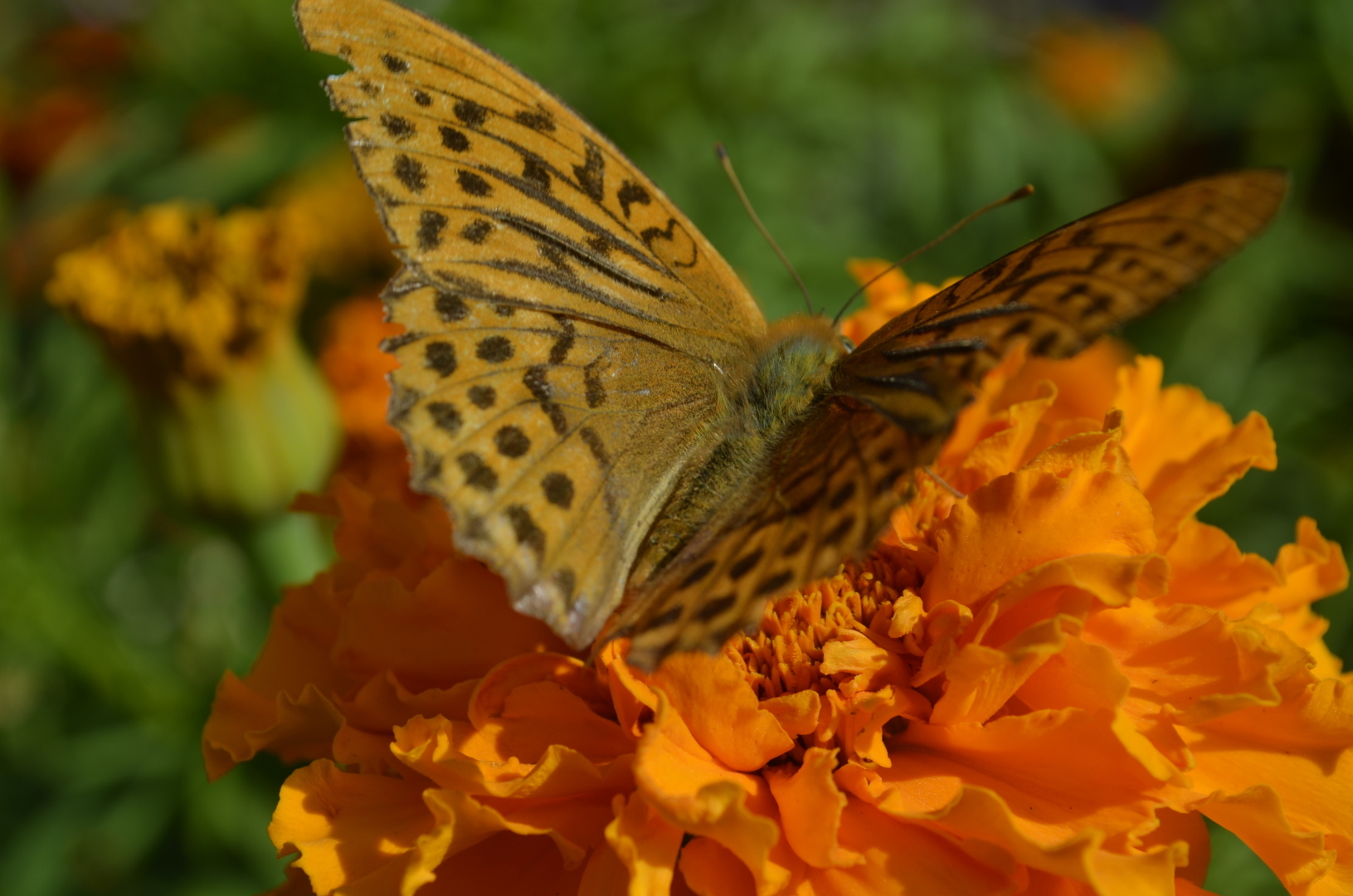 Мир ФОТО. Макросъёмка для начинающих